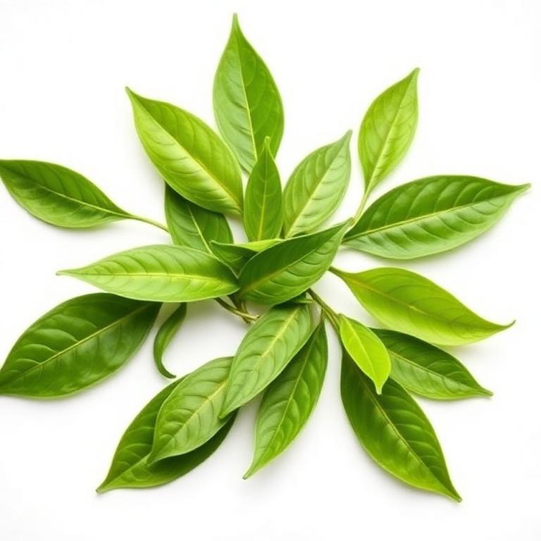 Green Tea Extract